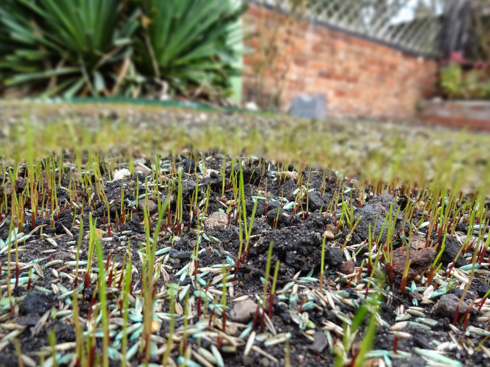 Grass Growth Update, Day 7 - Kezzabeth | DIY & Renovation Blog