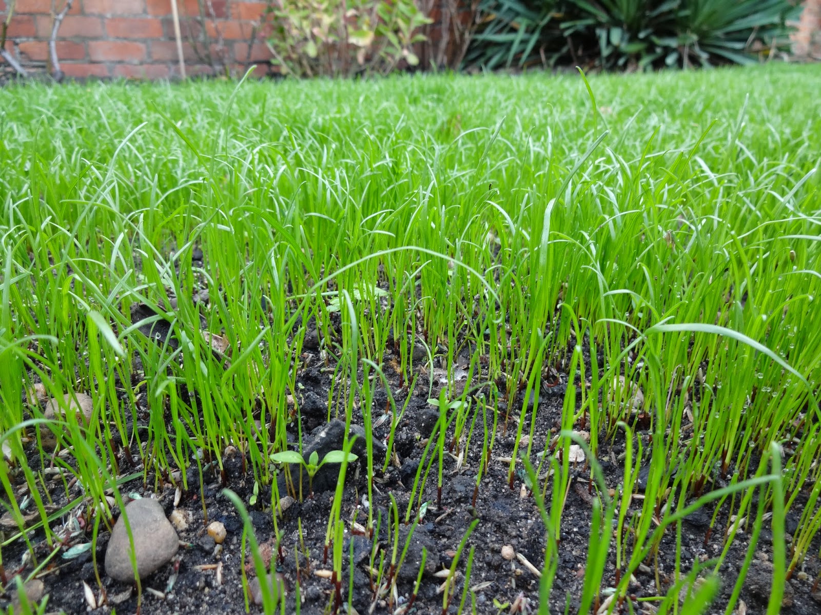 Grass Growth Update, Day 16 - Kezzabeth | DIY & Renovation Blog